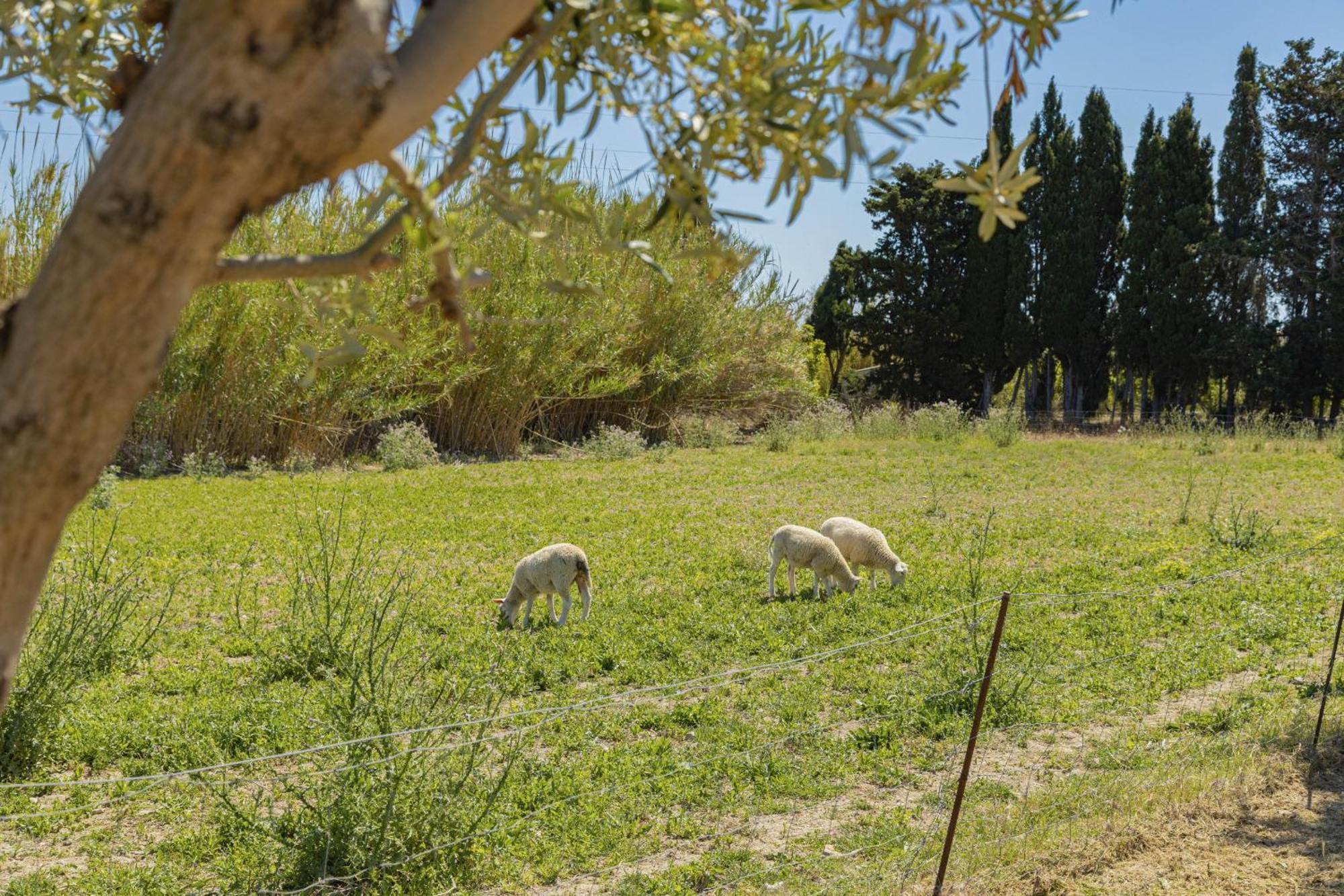 Villa Can Gosp / Sa Caseta D'En Mateu Alcúdia Exteriér fotografie
